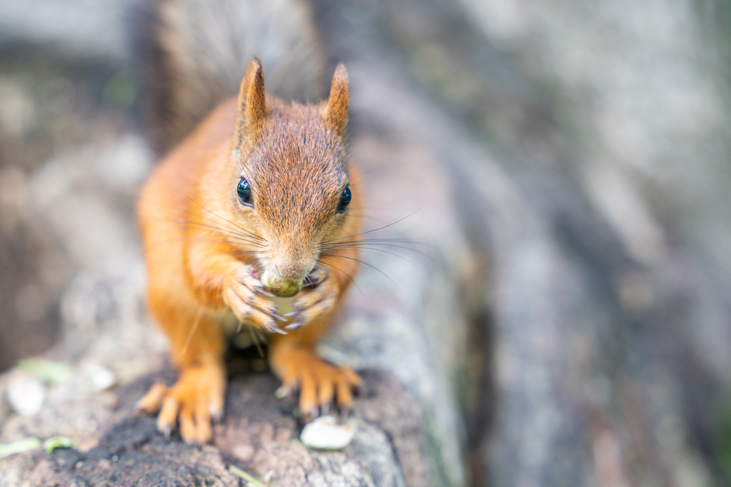 Portreefoto sessioon_pähklit krõbistav orav. Kadrioru park.