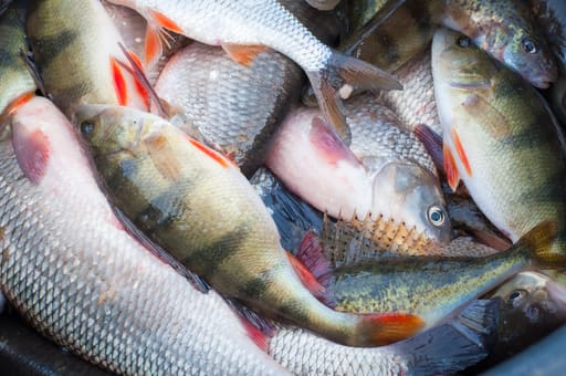 Bag net. Hand on. Sassnitz