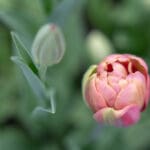 Suuremõisa lossiaed varakevadel_tulp