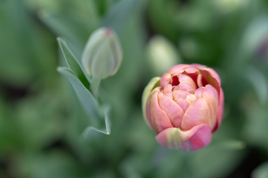 Suuremõisa lossiaed varakevadel_tulp